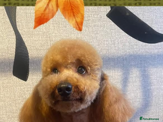 Toy Poodle dogs Pure Toy Puddle for stud service - Advert 1