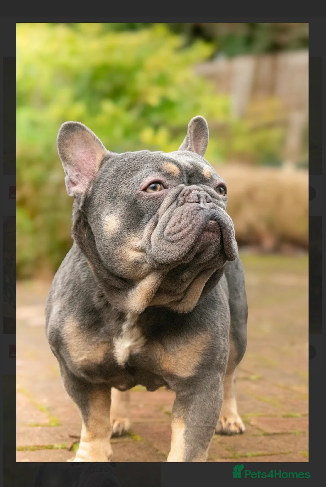 French Bulldog dogs for stud: French bulldog STUD - Advert 2