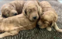 Irish Doodle dogs for sale: F1 Standard Irish-doodles Parents DNA Clear & Hips - Image 2