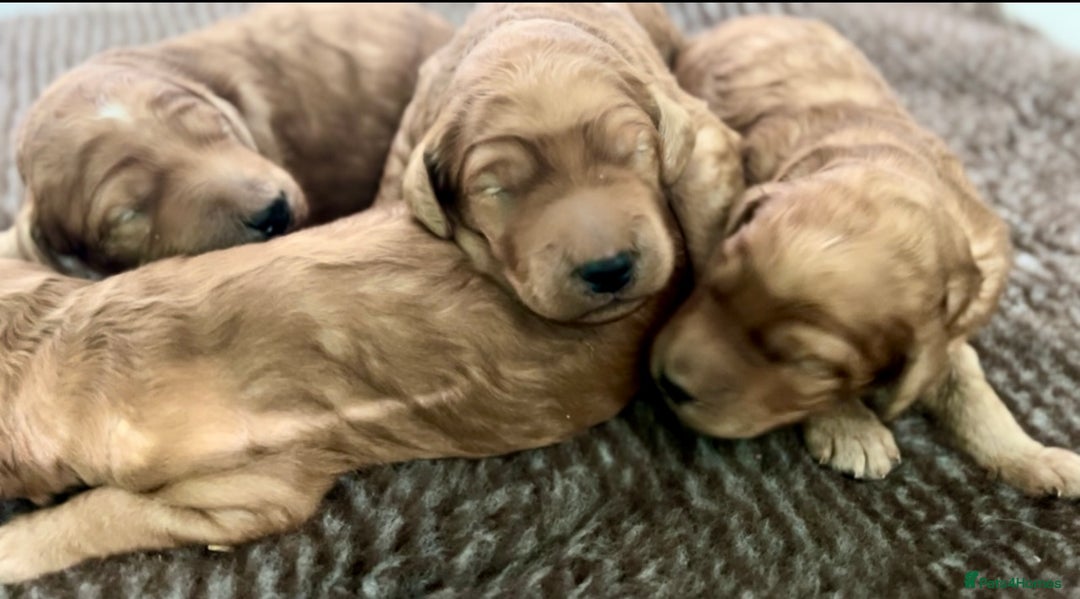 Irish Doodle dogs for sale: F1 Standard Irish-doodles Parents DNA Clear & Hips - Image 2