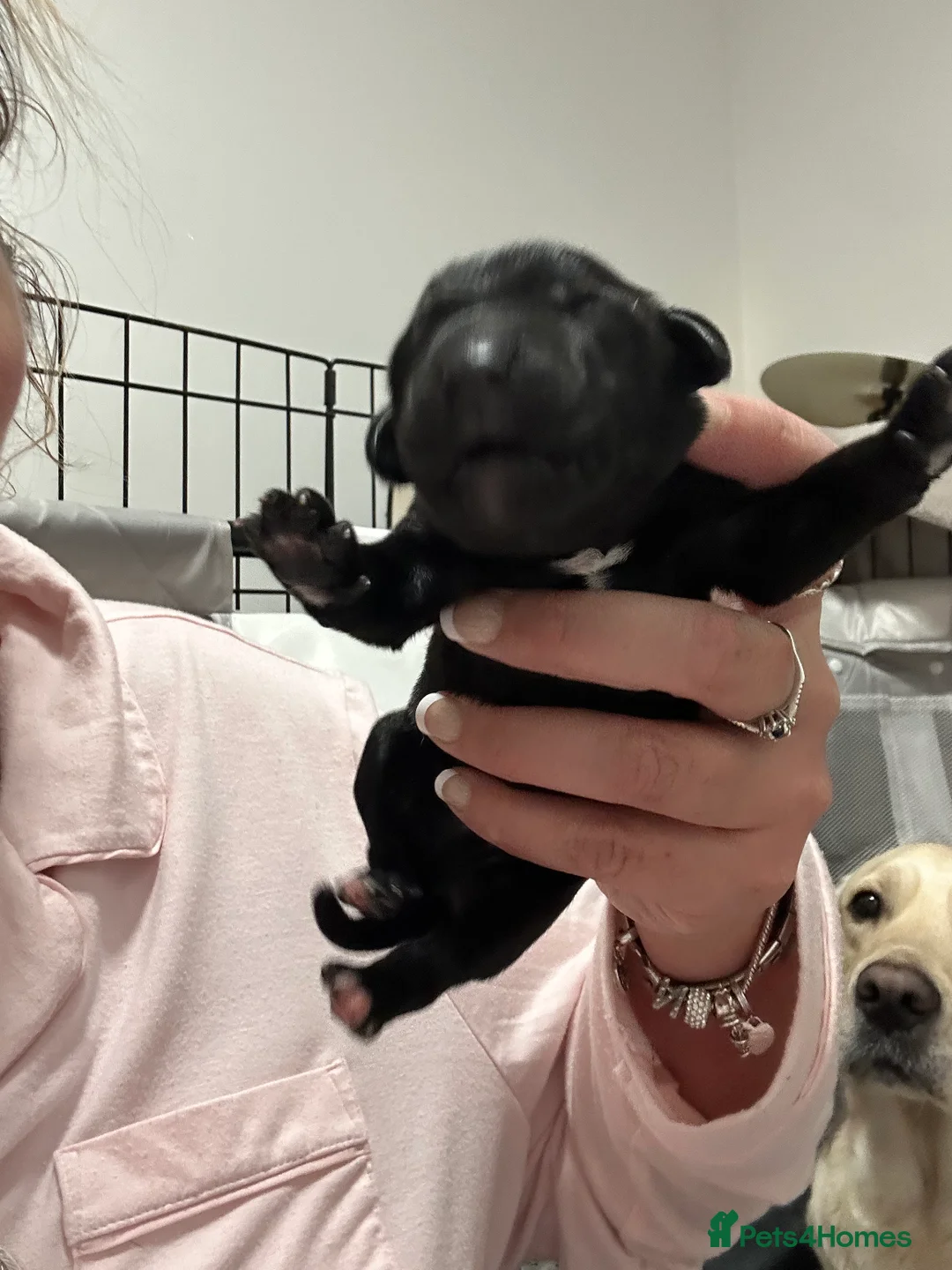 Goldador dogs for sale: Beautiful Goldador Pups  - Advert 33