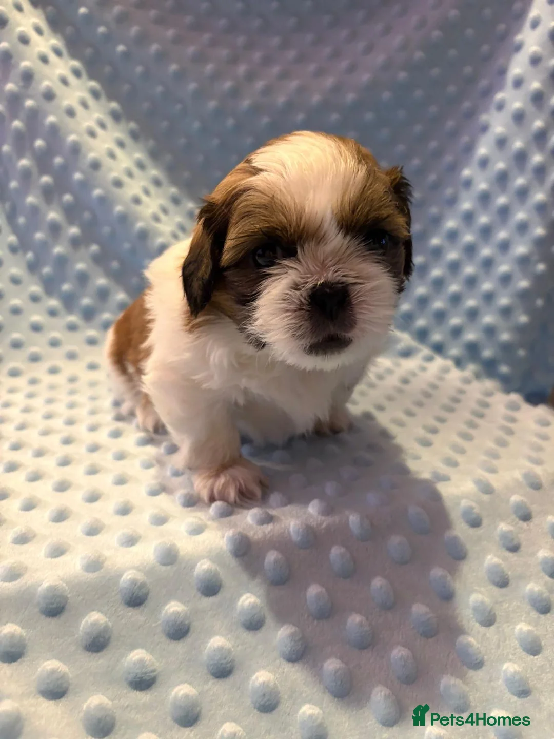 Shih Tzu dogs for sale:  3 Shih tzu puppies for sale  in Coventry - Advert 3