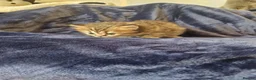 Scottish Fold cats for sale: Stunning Scottish fold straight kitten - Advert 3