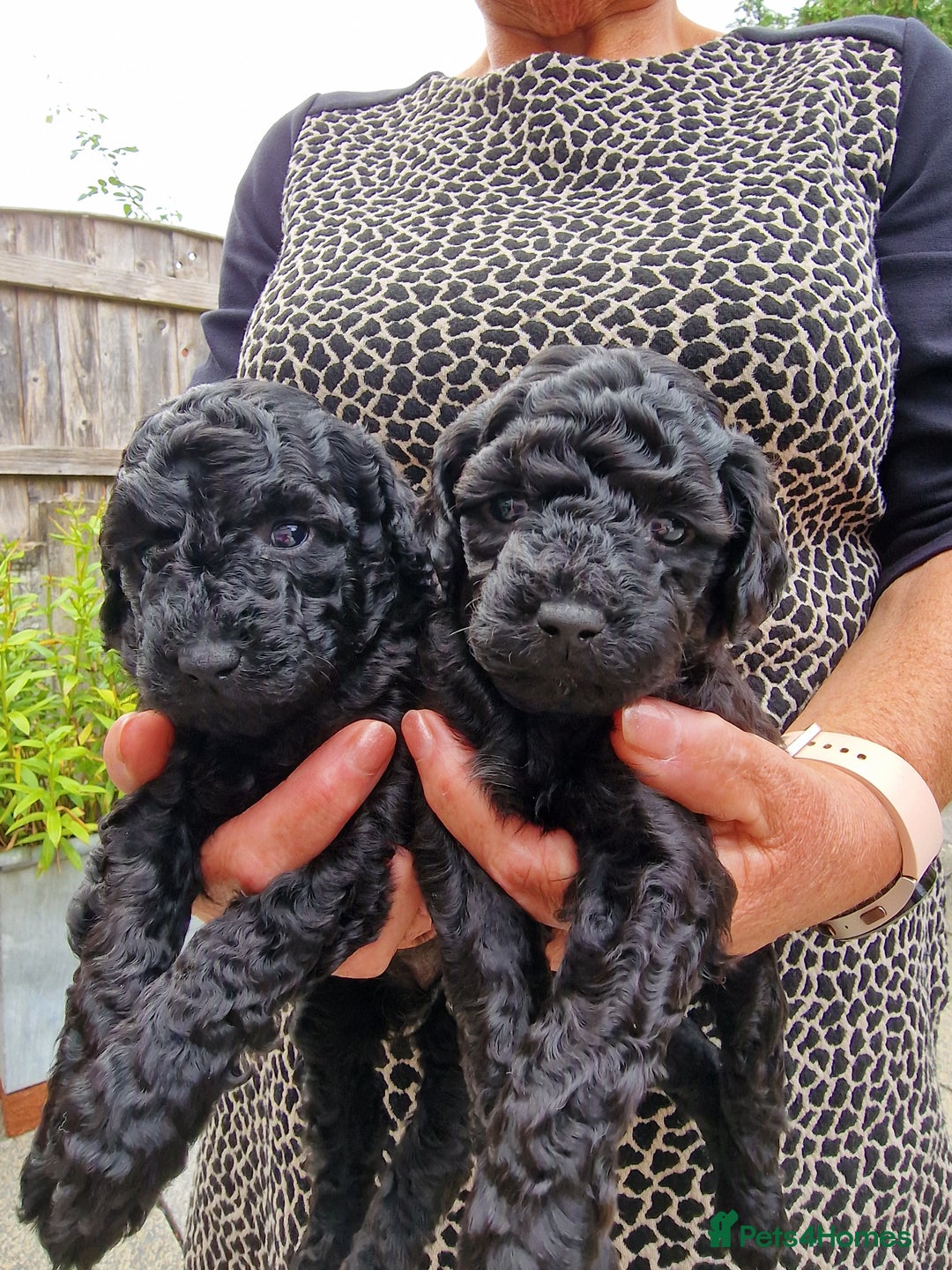 Toy Poodle dogs for sale: Toy poodle puppies  - Image 8