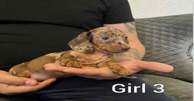 Miniature Dachshund dogs - Advert 2