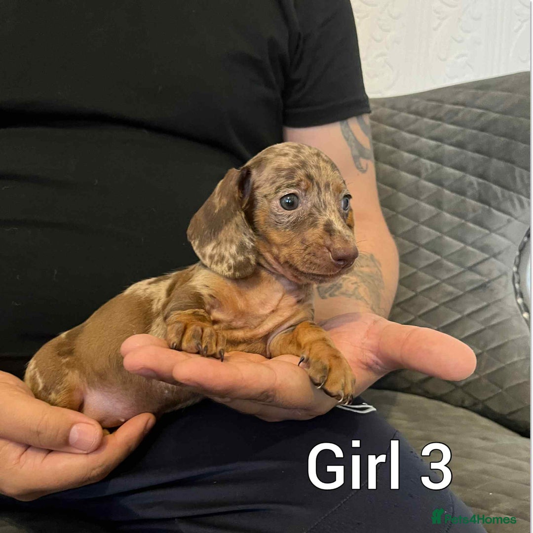 Miniature Dachshund dogs for sale: Miniature dachshund  - Image 3