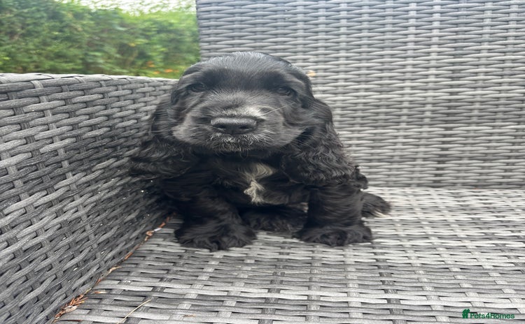 Cocker Spaniel dogs - Advert 14