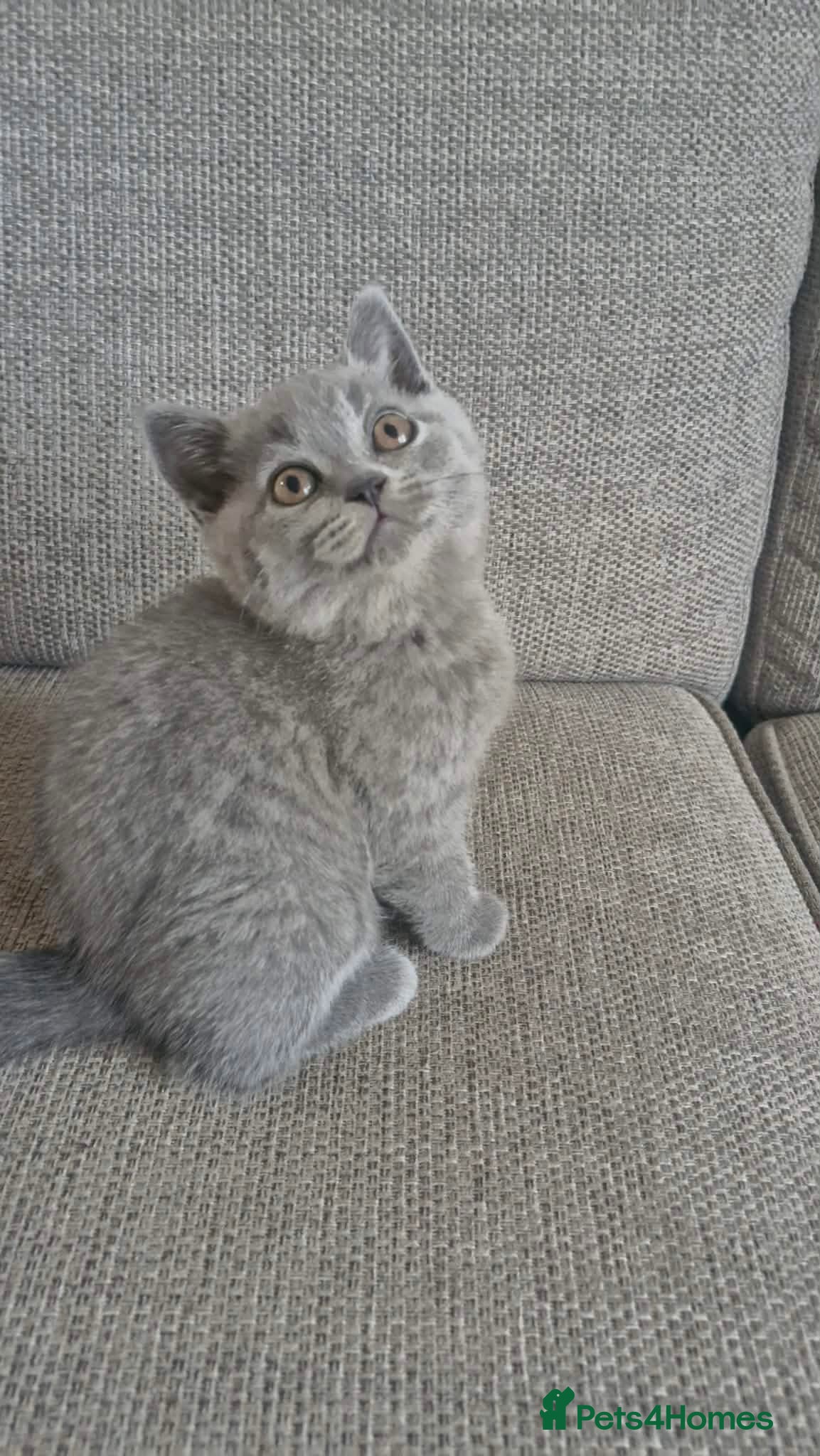 British Shorthair cats British shorthair kitten - Advert 12