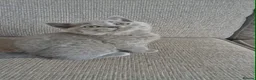 British Shorthair cats for sale: British shorthair kitten - Advert 1