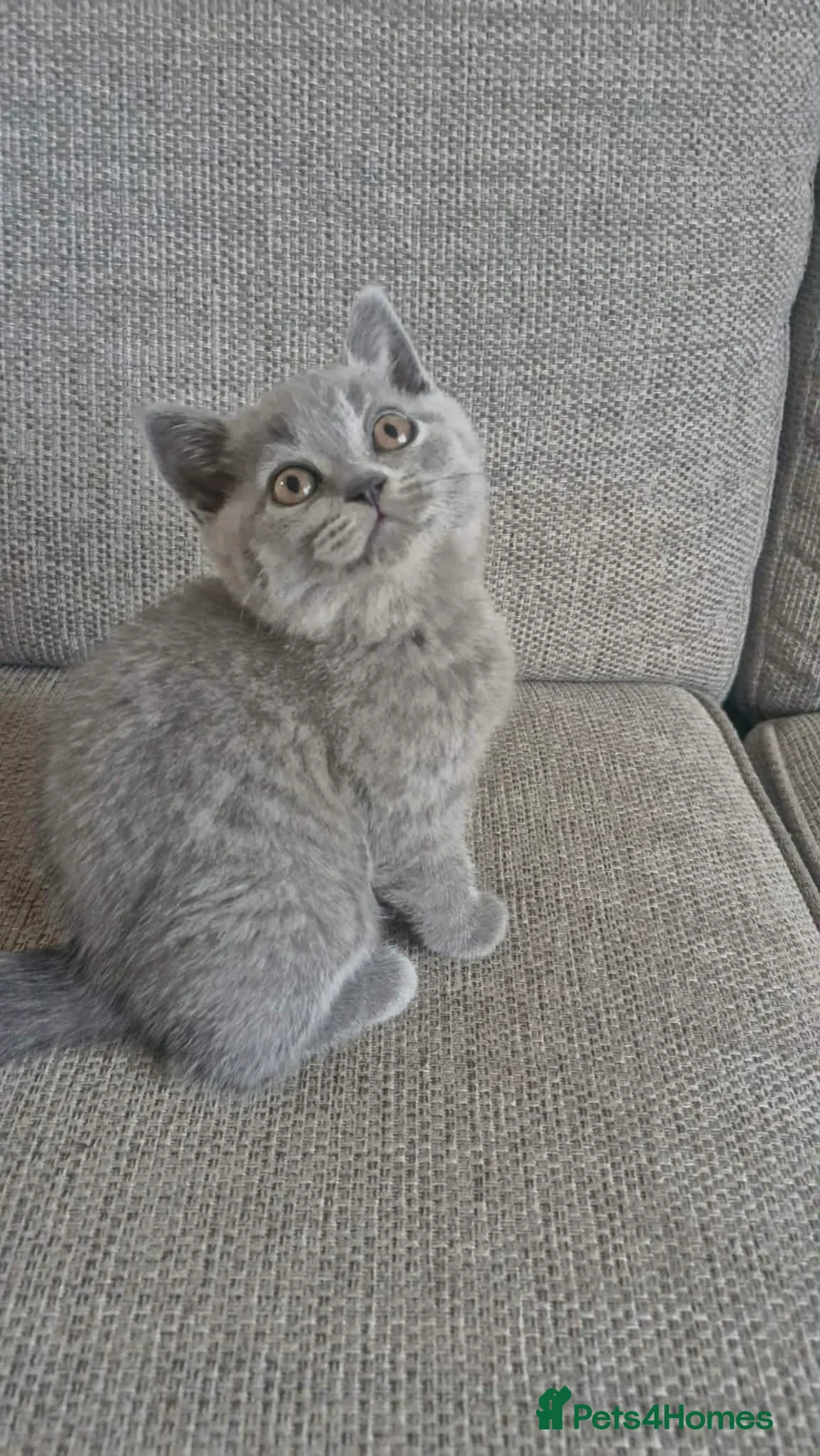 British Shorthair cats for sale: British shorthair kitten - Advert 1