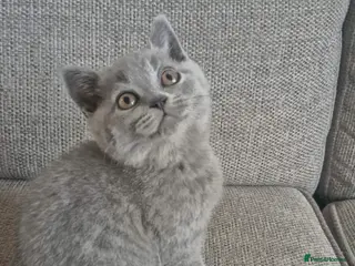 British Shorthair cats British shorthair kitten - Advert 12