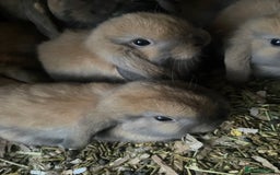 Mini Lop rabbits for sale: Pure bred minilop rabbits - Image 3