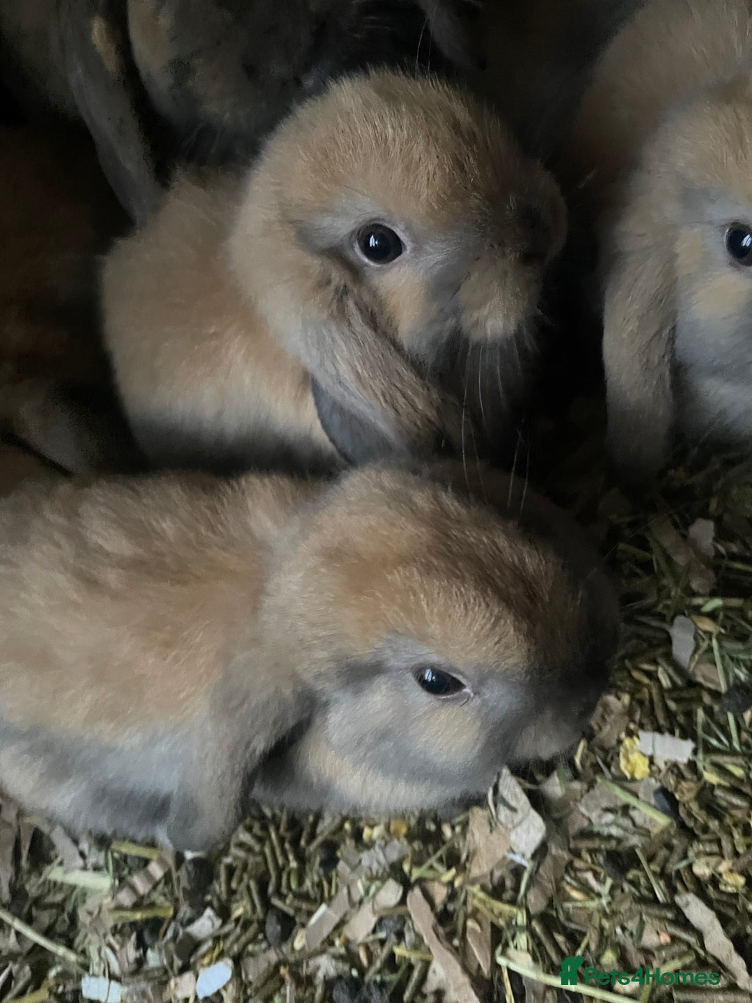 Mini Lop rabbits for sale: Pure bred minilop rabbits - Image 3