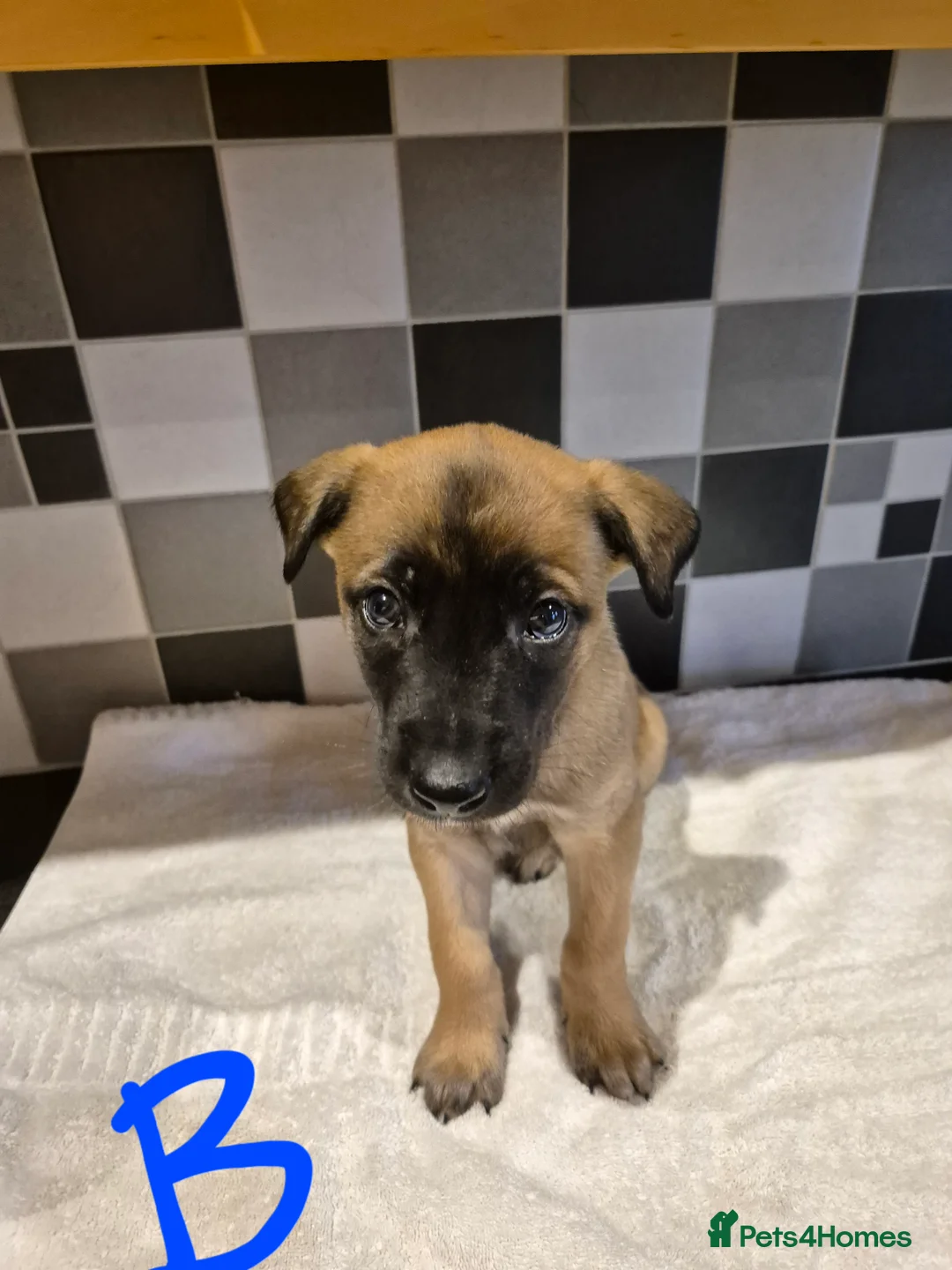 Mixed Breed dogs for sale: Saluki bull greyhound × Belgium malinois  - Advert 5