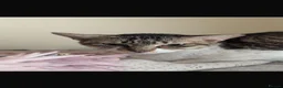 Arabian Mau cats for sale: Stray Arabian mau looking for new home in Llanelli - Advert 2