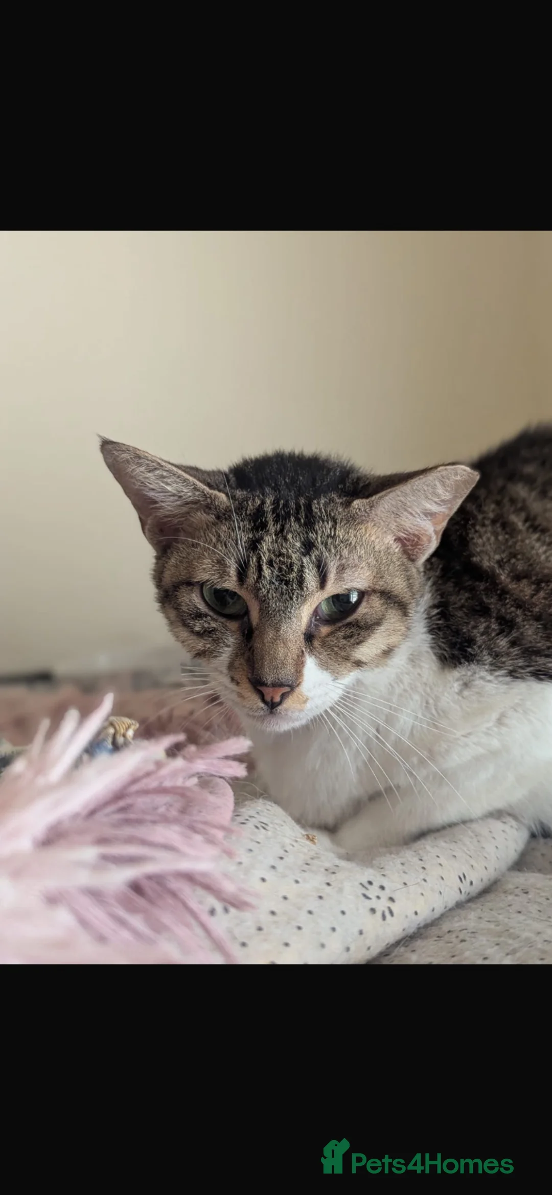 Arabian Mau cats for sale: Stray Arabian mau looking for new home in Llanelli - Advert 2