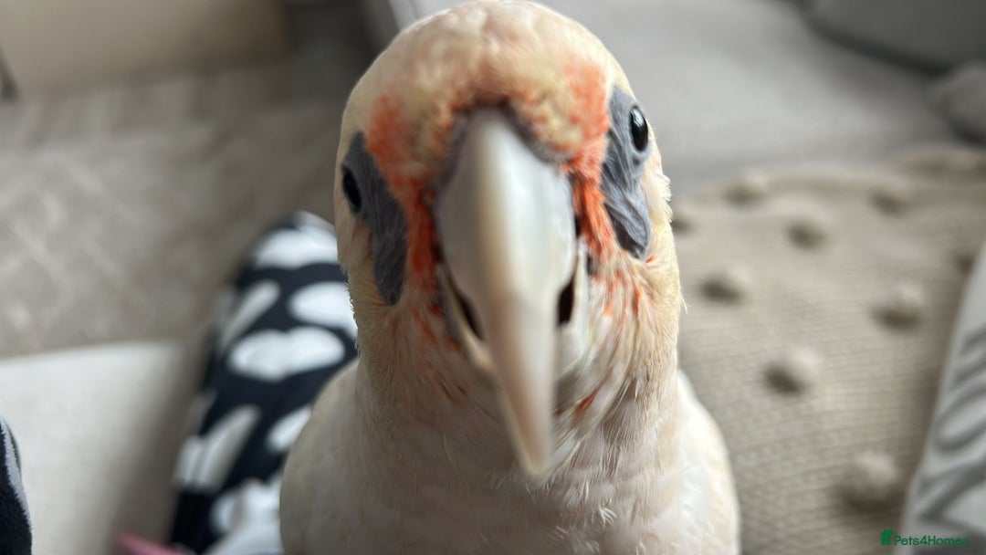 Cockatoo birds for sale: Corella cockatoo - Advert 4