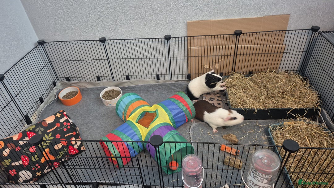 Guinea Pig rodents for sale: RESERVED 2 male bonded guinea pigs - Image 2