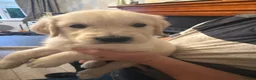 Golden Retriever dogs for sale: 8 beautiful golden retriever puppies - Advert 7