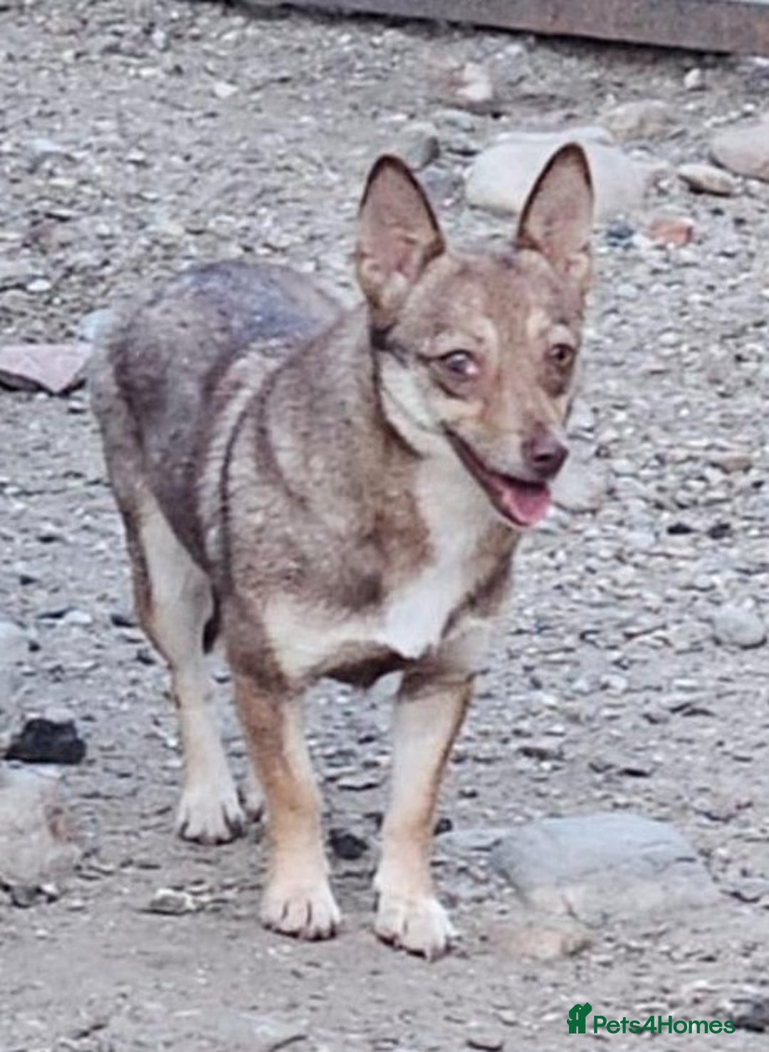 Mixed Breed dogs for adoption: FOXY - a Lovely, shy girl, for a very Loving Home - Advert 5