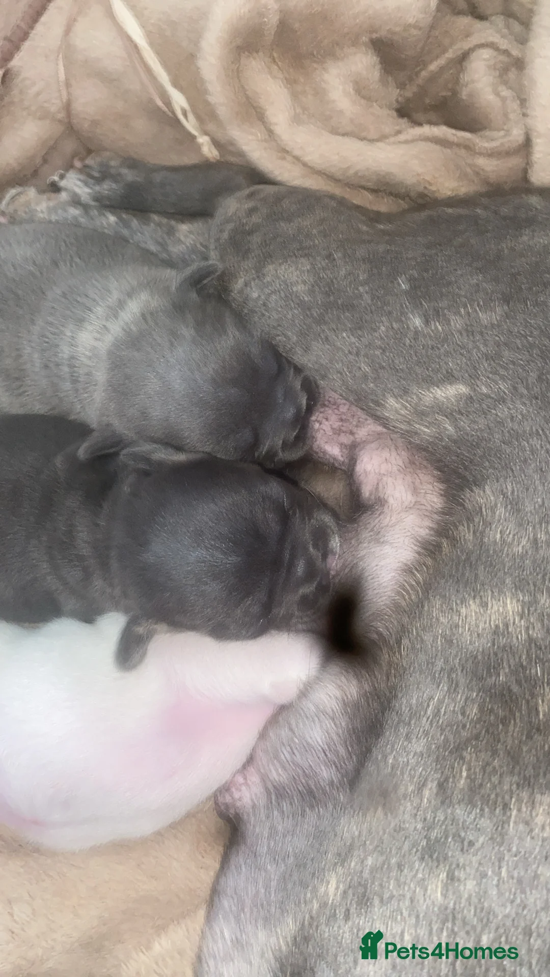 French Bulldog dogs for sale: French bulldog puppy’s  - Advert 12