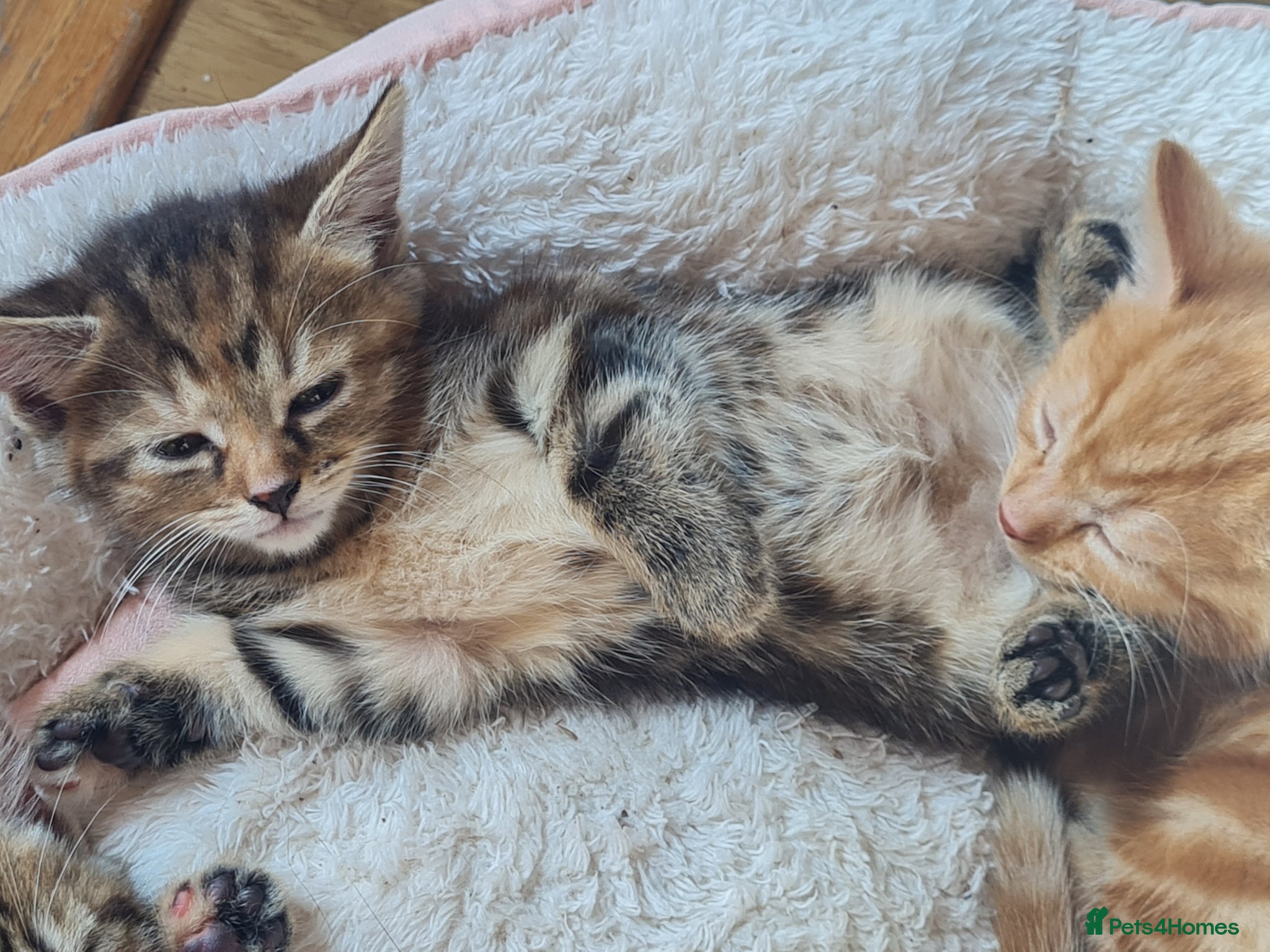 Mixed Breed cats for sale: 🐾 Beautiful Ragdoll Cross Kittens – £290 Each 🐾 in Greenford - Advert 3