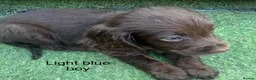 Cocker Spaniel dogs for sale: Beautiful cocker spaniel - Advert 24