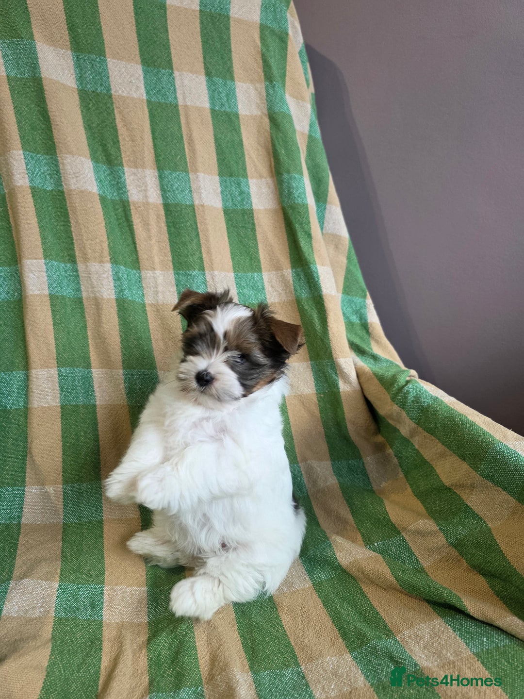 Yorkshire Terrier dogs for sale: Cocos' babies - Advert 7