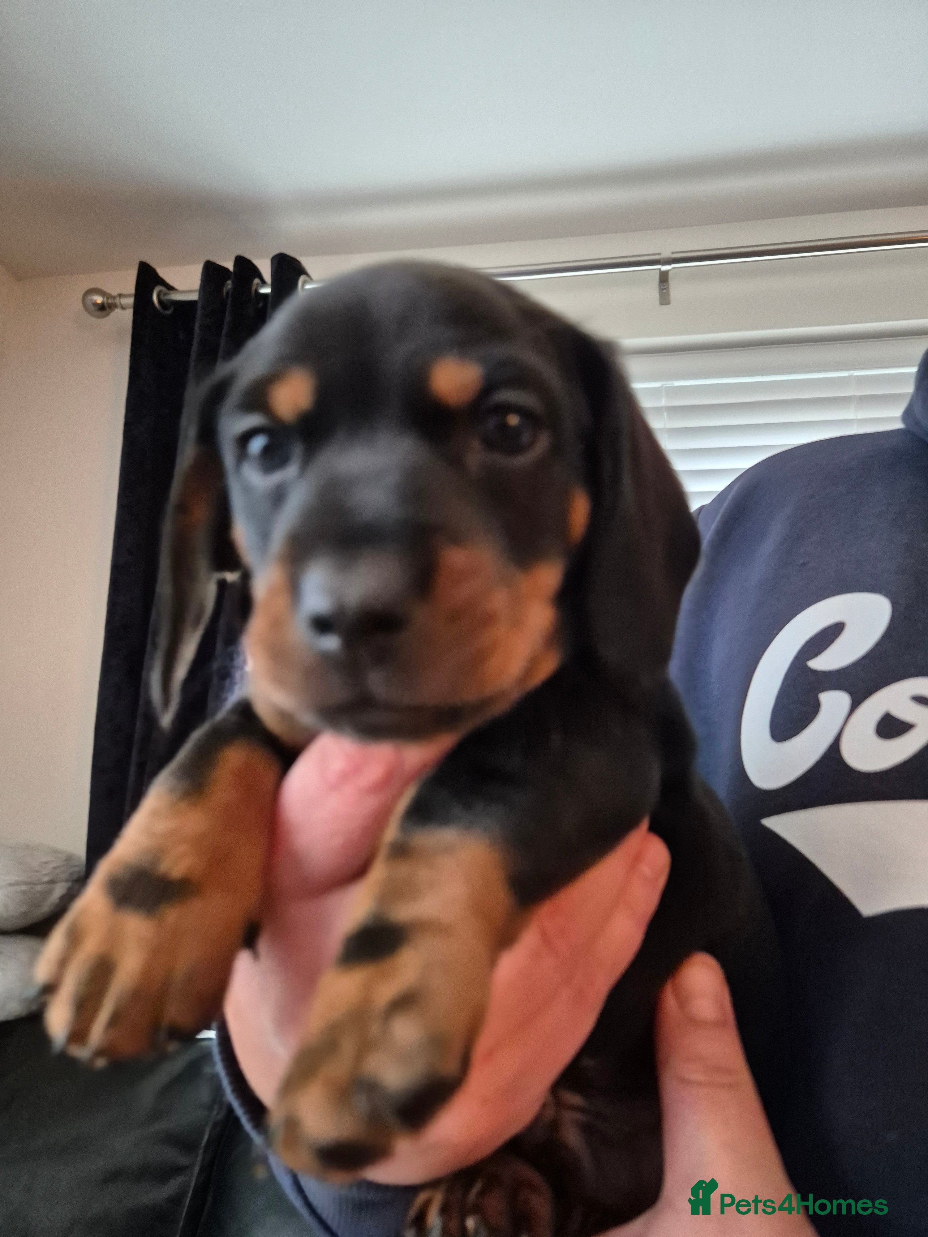 Miniature Dachshund dogs Beautiful Black & Tan Miniature Dachund Puppies - Advert 4