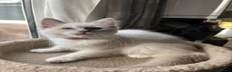 Ragdoll cats for sale: ❤️ Gorgeous ragdoll kittens ready now  ❤️ - Advert 10