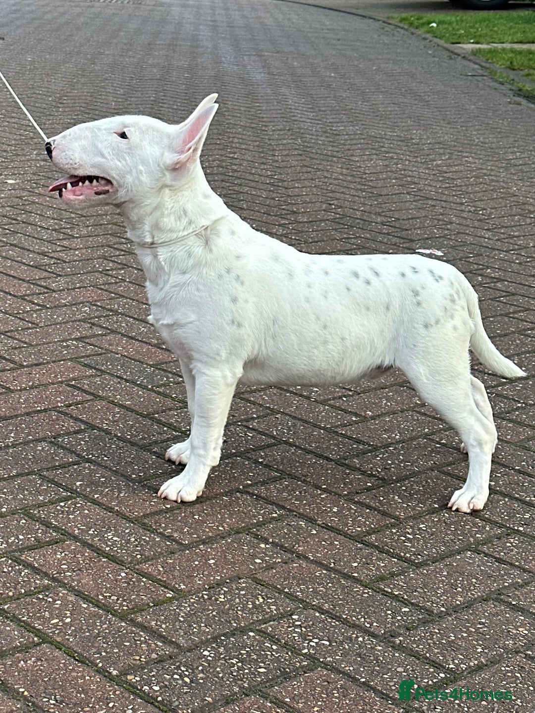 Miniature Bull terrier dogs for sale: Minature bull terrier male puppy - Advert 5