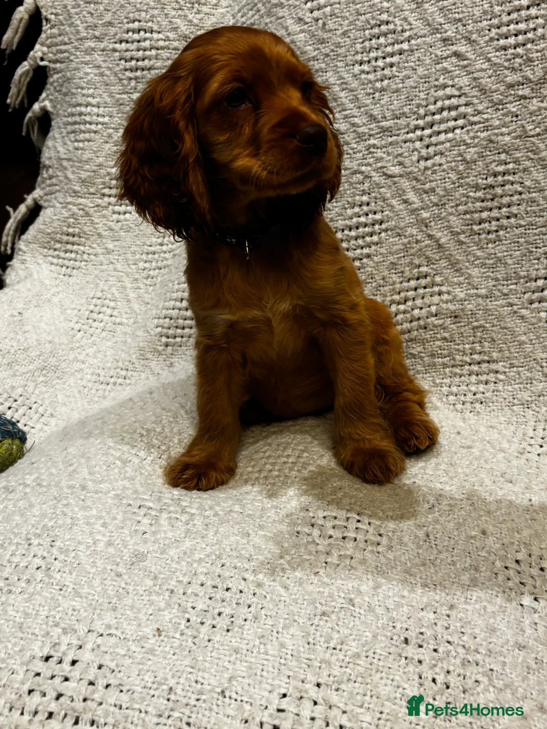 Mixed Breed dogs for sale: America x English Cocker Spaniel Puppies for sale  in Ammanford - Advert 2