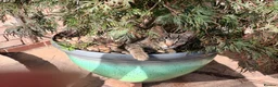Mixed Breed cats for sale: Kittens  - Advert 12