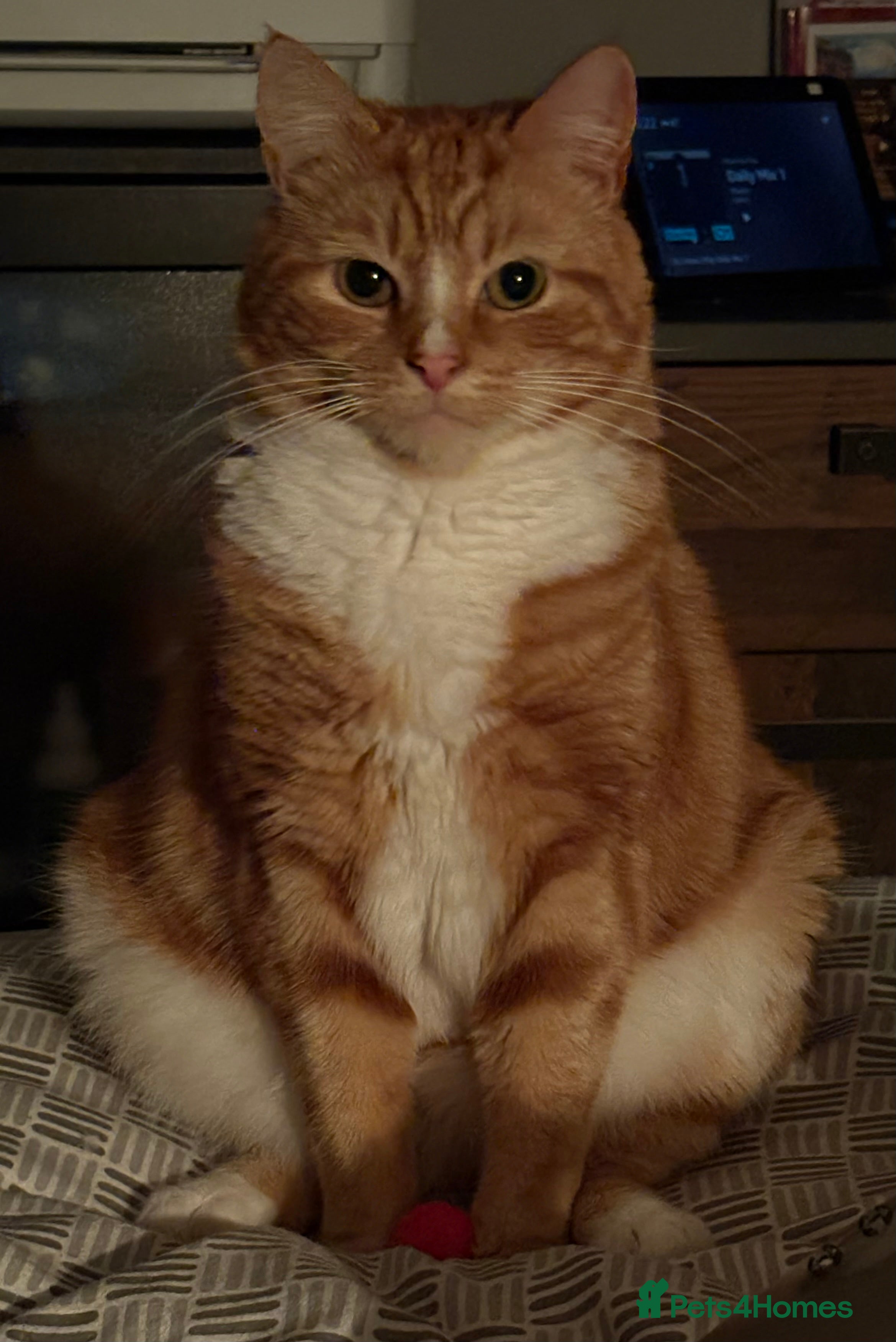 Mixed Breed cats 3 year old Male cat - Advert 5