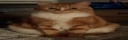 Mixed Breed cats for sale: 3 year old Male cat - Advert 2