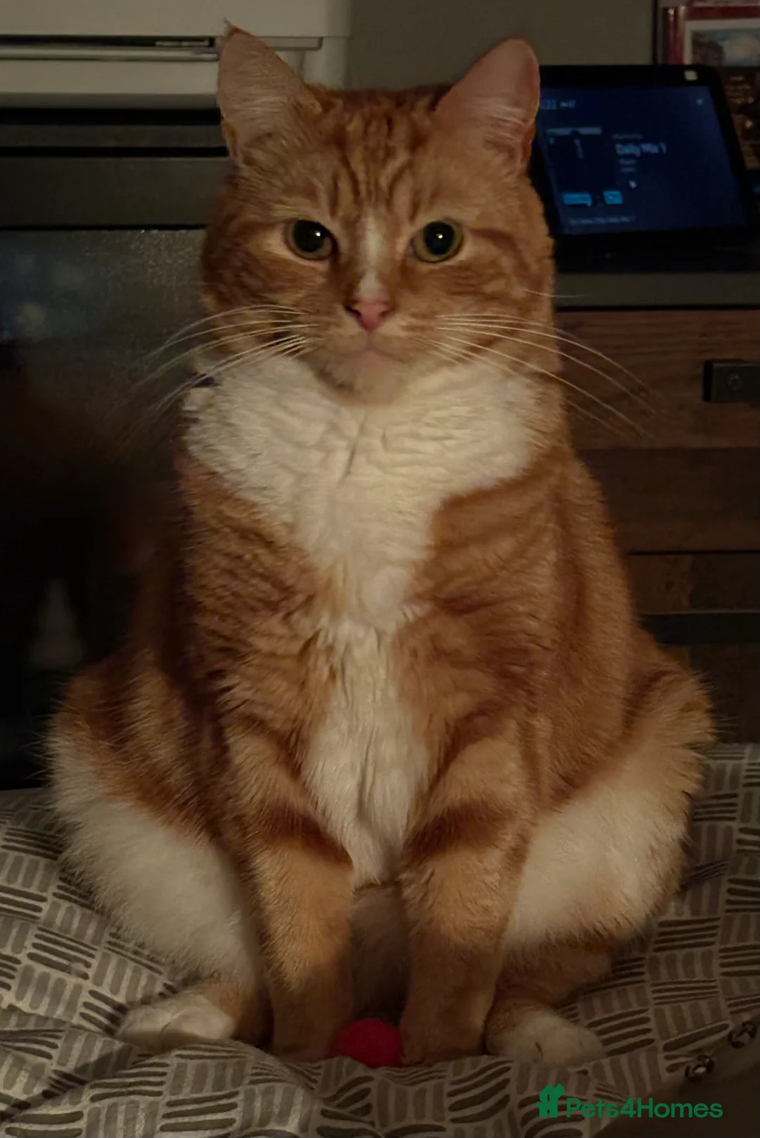 Mixed Breed cats for sale: 3 year old Male cat - Advert 2