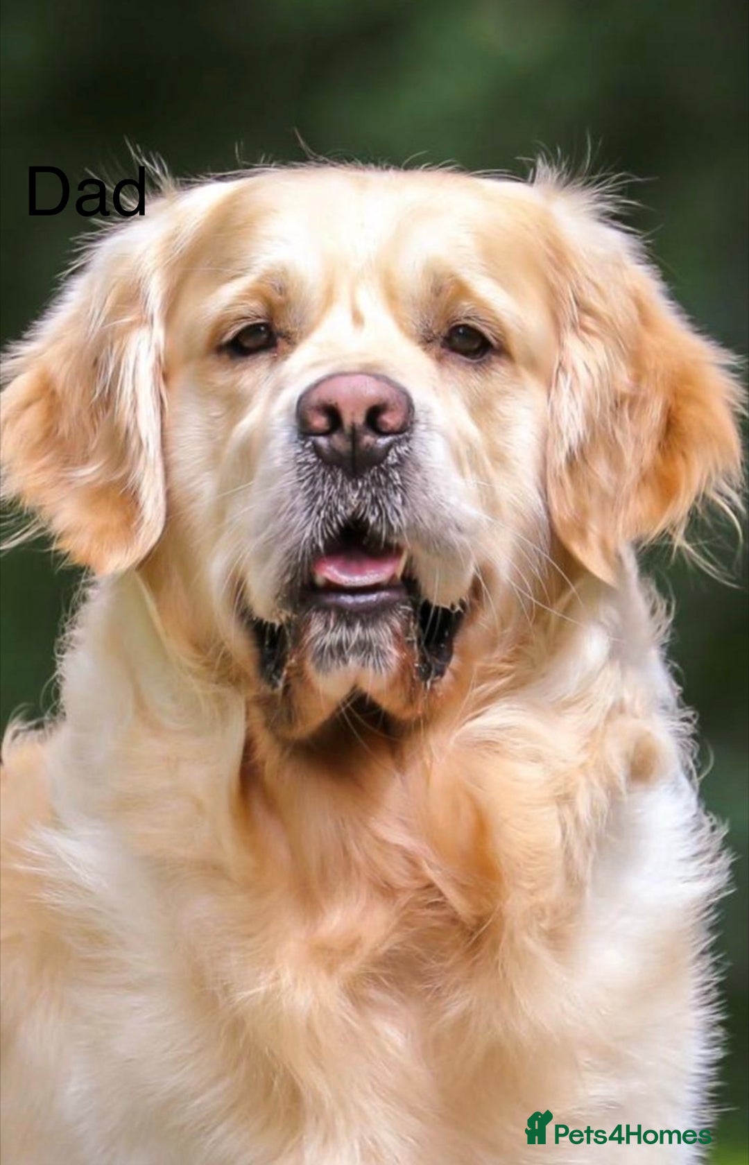 Golden Retriever dogs for sale: Golden Retriever Puppies  - Advert 6