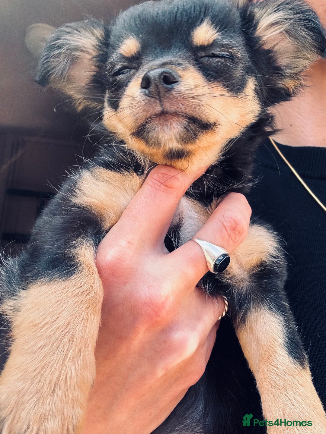 Pomchi dogs for sale: Beautiful female puppy ready now!  in Godstone - Image 23