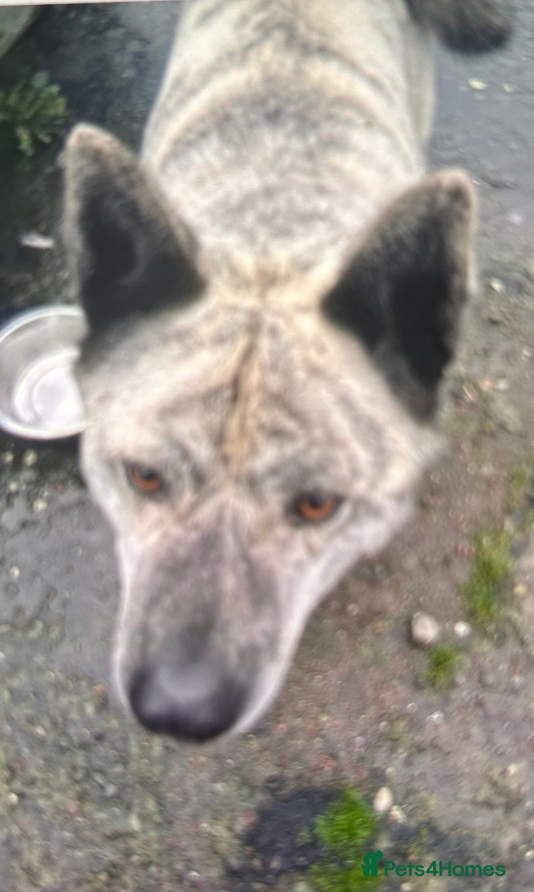 Akita dogs for sale: 4 year old Japanese Akita for sale - Image 2