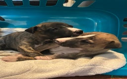Whippet dogs for sale: Whippet Pups  - Image 7