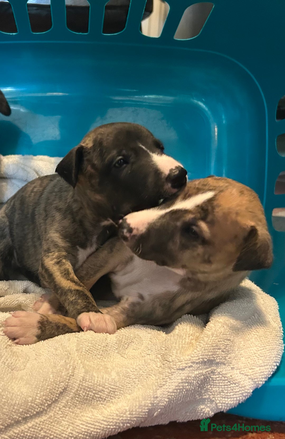 Whippet dogs for sale: Whippet Pups  - Image 7
