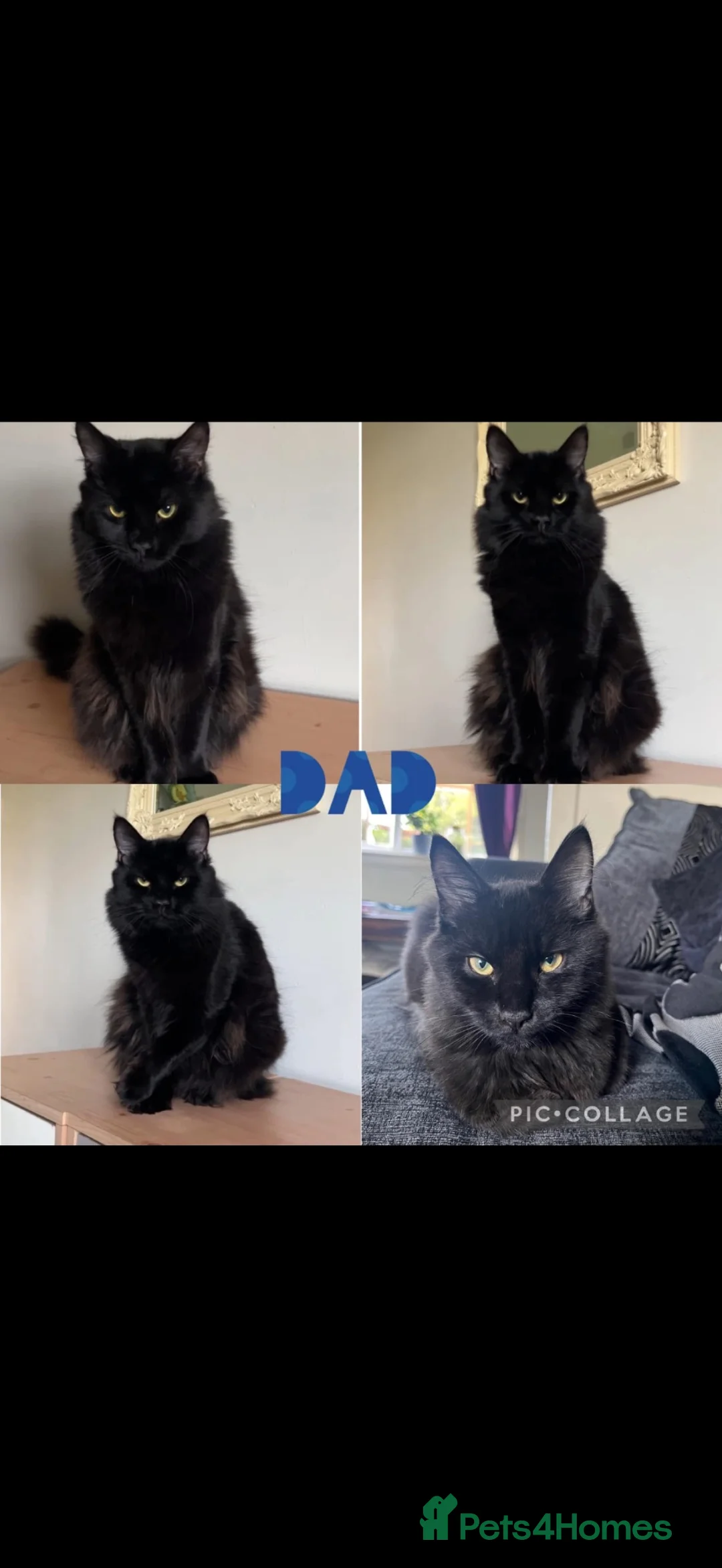 Mixed Breed cats for sale: Bsh/bengal x mainecoon  - Advert 7