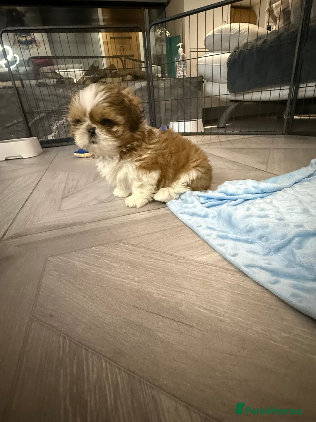 Shih Tzu dogs for sale: Stunning breed standard Shih Tzus  - Advert 7