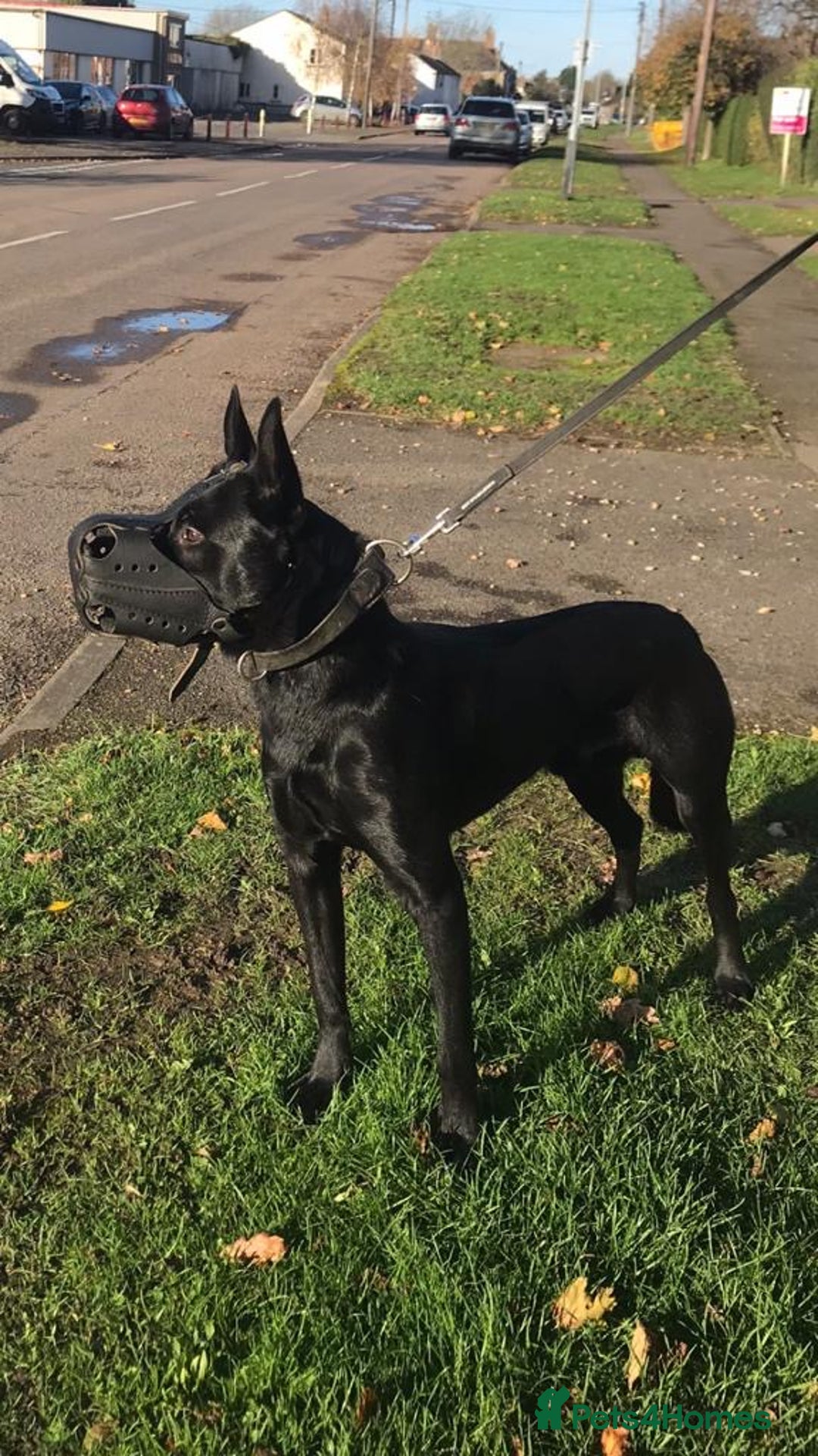 Belgian Shepherd Dog dogs for sale: Full tested family protection dog  - Advert 3