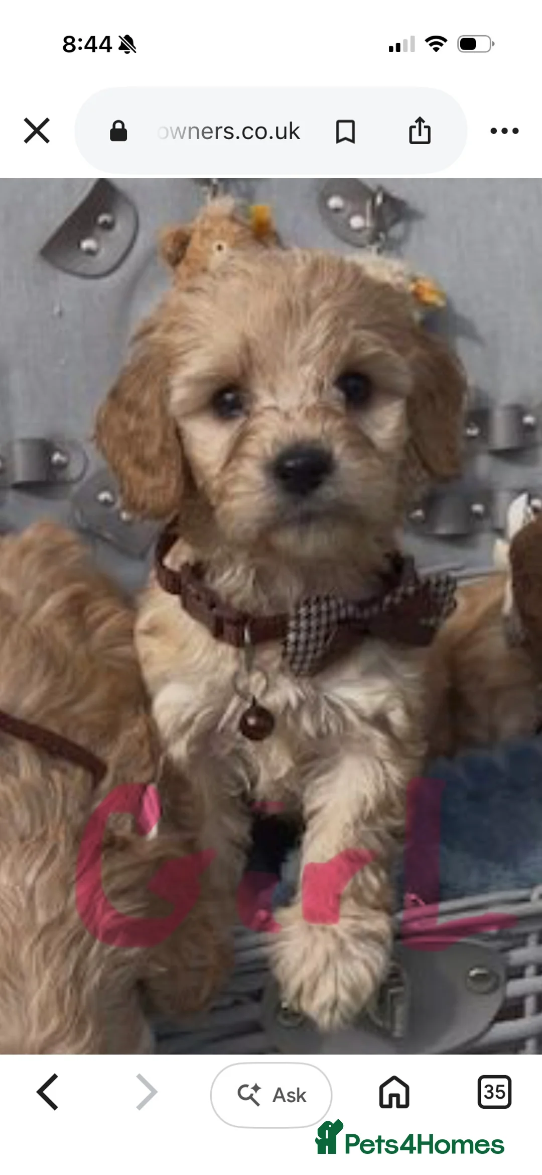Cockapoo dogs for sale: Beautiful miniature cockapoo s in Chippenham - Advert 2