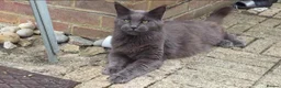 Maine Coon cats for sale: Russian Blue Maine Coon in Faringdon - Advert 1
