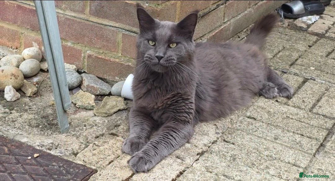 Maine Coon cats for sale: Russian Blue Maine Coon in Faringdon - Advert 1