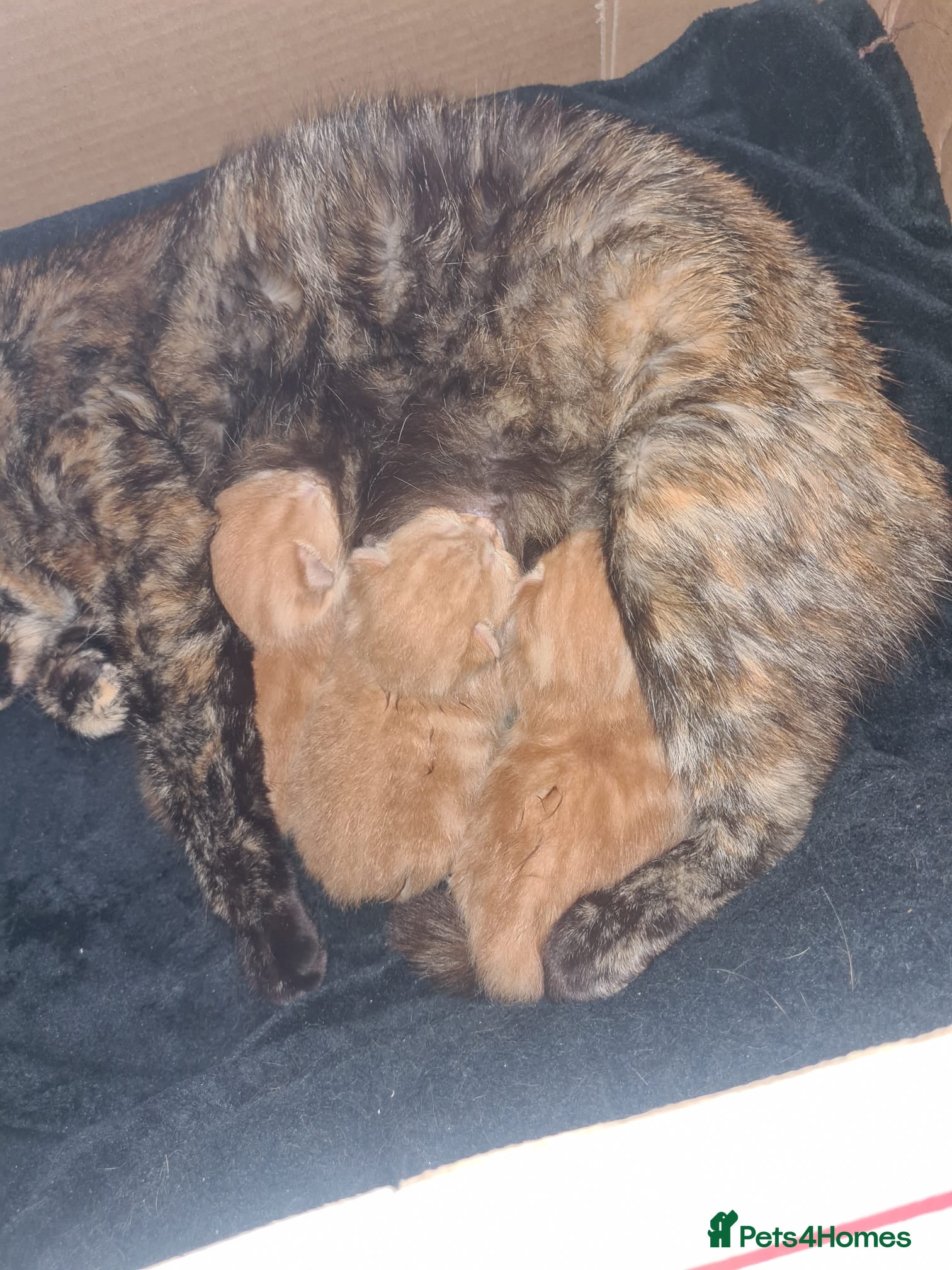 Mixed Breed cats Last male kitten for sale  - Advert 4