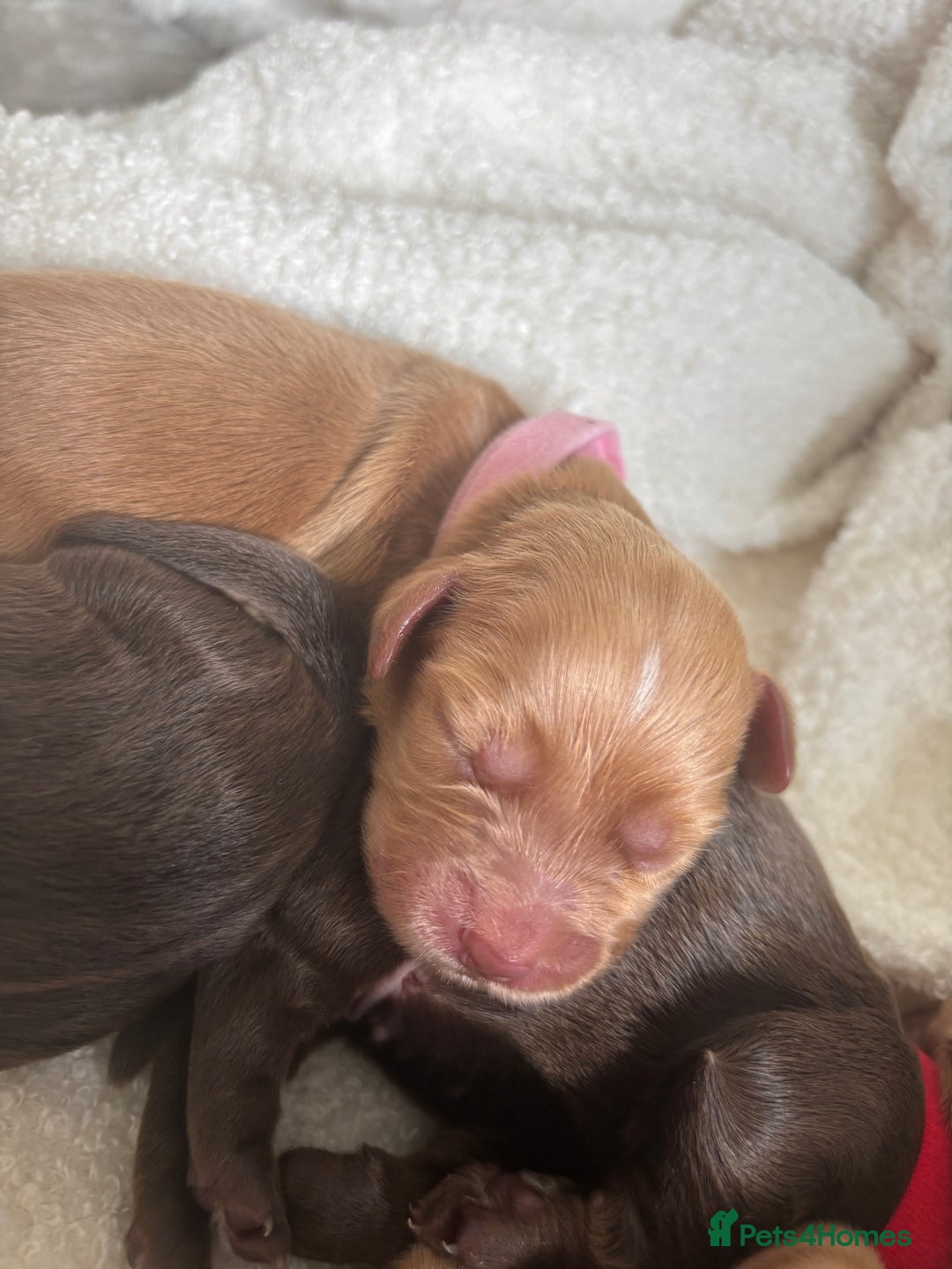 Cocker Spaniel dogs for sale: Beautiful KC working cocker spaniel puppies.  - Image 6
