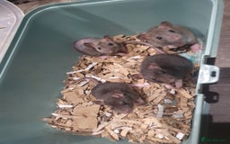 Rat rodents for sale: 11 babies ready for their forever homes!  - Image 1